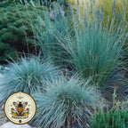 100 Blue Fescue Ornamental Grass Seeds, Festuca Cinerea Glauca Varna, FE201C