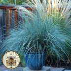100 Blue Fescue Ornamental Grass Seeds, Festuca Cinerea Glauca Varna, FE201C