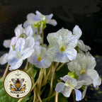 NEW! Native Freckles Violet Ground Cover Seeds, Perennial, Viola Sororia VL2910R