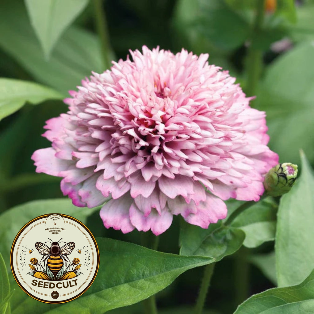 Zinderella Lilac Zinnia Seeds,  Zinnia Elegans ZE1410