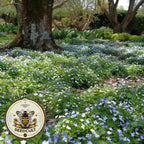 NEW! Native Freckles Violet Ground Cover Seeds, Perennial, Viola Sororia VL2910R