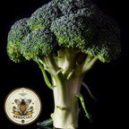 Bulk Waltham 29 Broccoli Seeds, Heirloom Non GMO, Brassica Oleracea, BR0215M