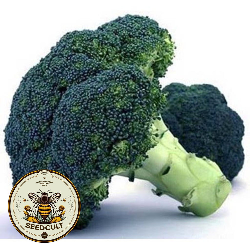 Waltham 29 Broccoli Seeds, Heirloom Non GMO, Brassica Oleracea, BR023C