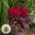 DRAGONS BREATH CELOSIA