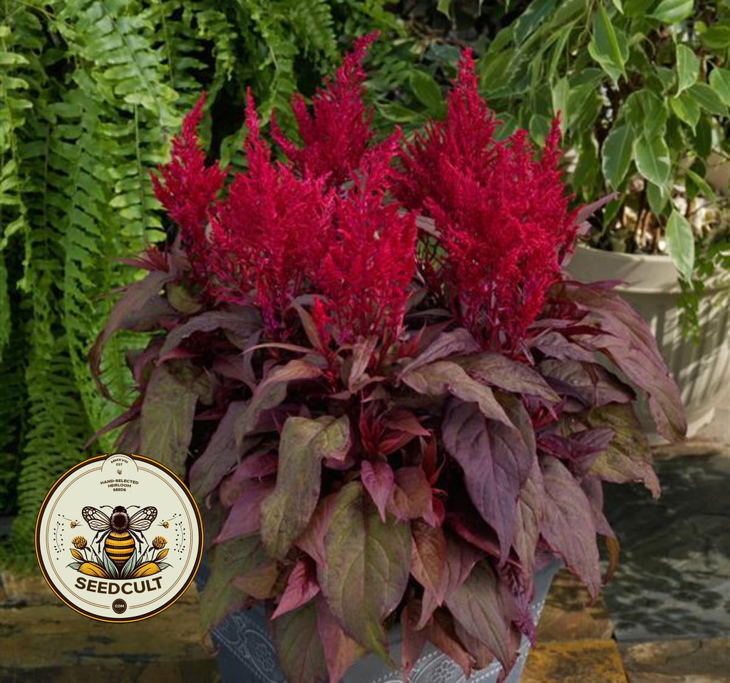 DRAGONS BREATH CELOSIA