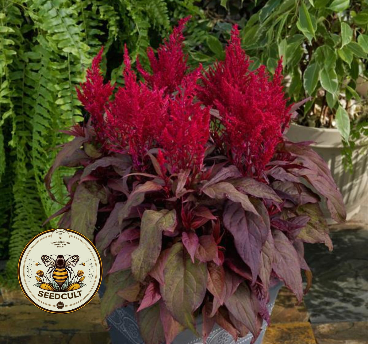 DRAGONS BREATH CELOSIA