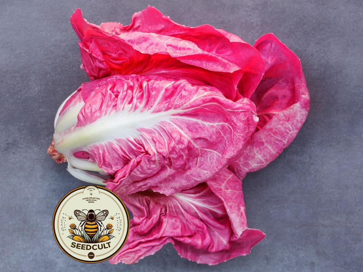 Mantovano Radicchio Seeds, Pink "Lettuce" Cichorium intybus CI0130
