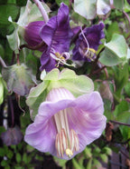 Purple Cup and Saucer Vine Seeds, Cathedral Bells, Cobaea Scandens CB6120