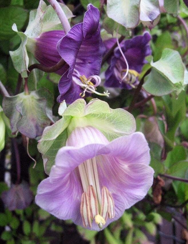 Purple Cup and Saucer Vine Seeds, Cathedral Bells, Cobaea Scandens CB6120