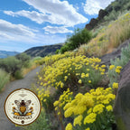 Yellow Sulfur Flower Seeds, Sulfur Buckwheat, Eriogonum Umbellatum, EG012C