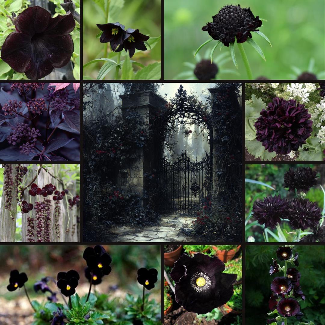 Gothic Garden Seed Collection in Gift Box, Sampler, 17 Individual Packs