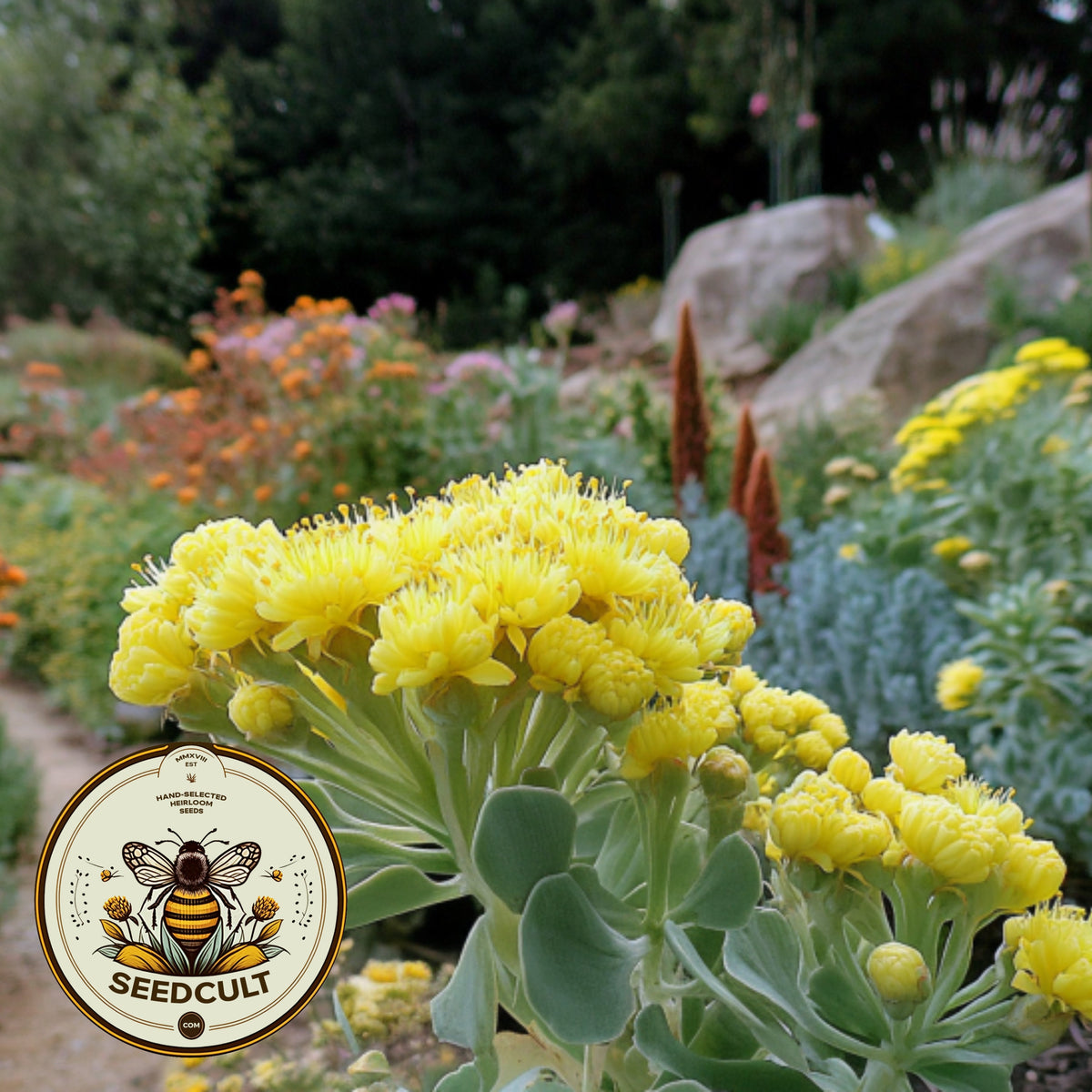 Yellow Sulfur Flower Seeds, Sulfur Buckwheat, Eriogonum Umbellatum, EG012C