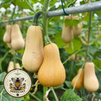 Butternut Squash Seeds, Cucurbita Moschata, Waltham, Winter Squash CB0625