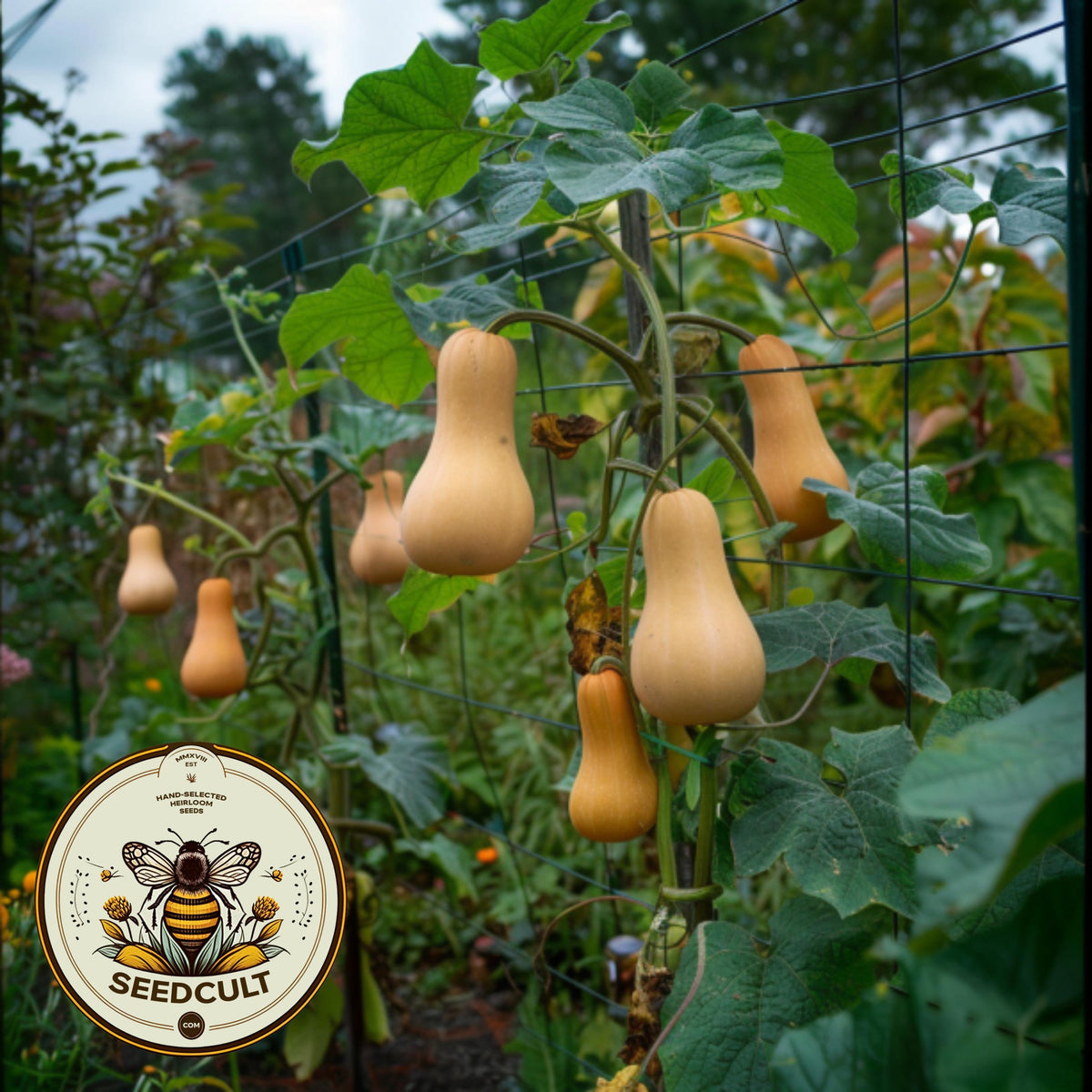 Butternut Squash Seeds, Cucurbita Moschata, Waltham, Winter Squash CB0625