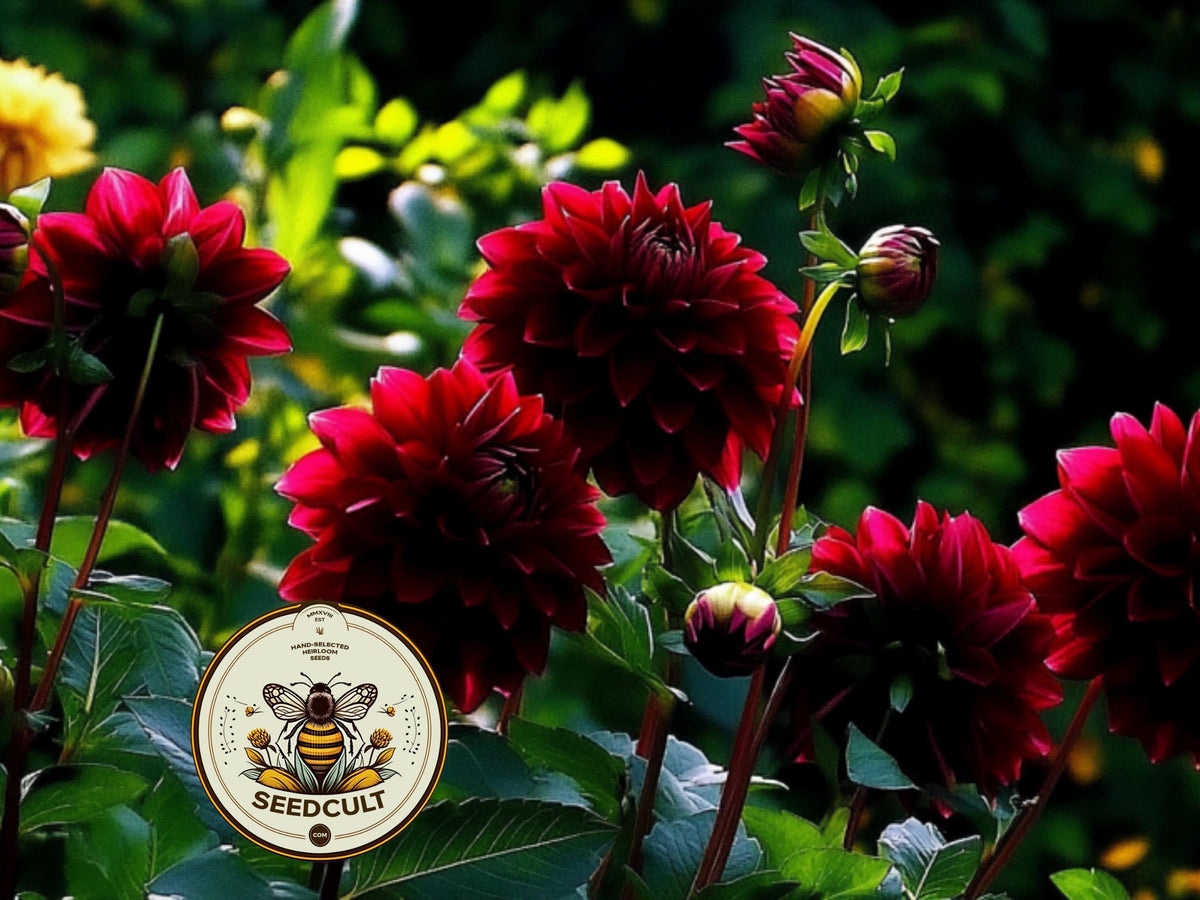 Bloody Mary Mix Dahlia Seeds, Dahlia Variablilis, DH1020