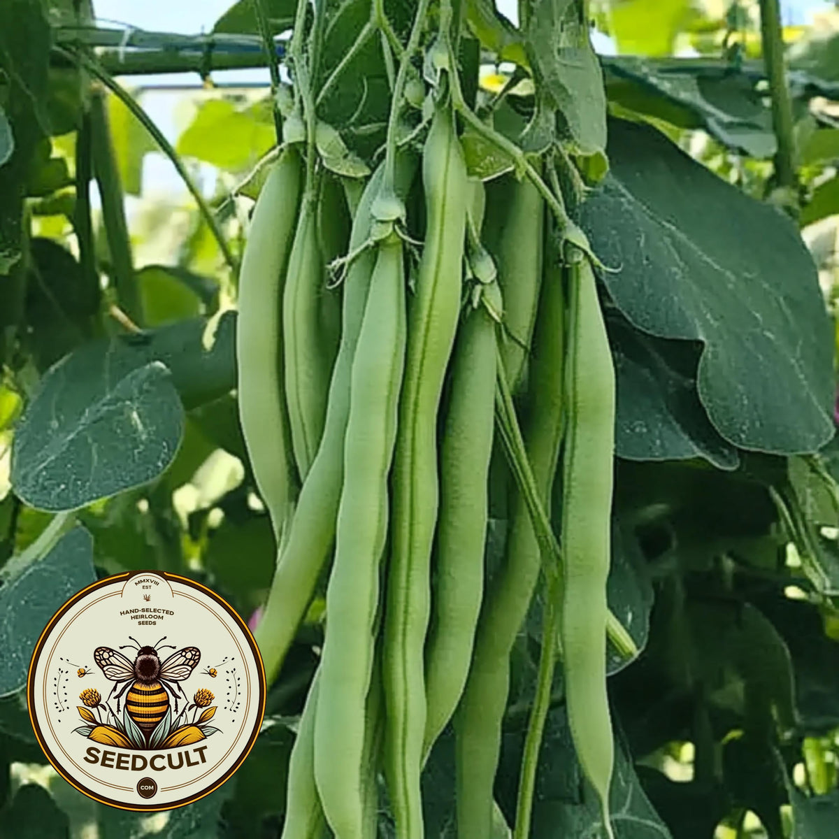 1500 Year Old Cave Bean Seeds, Ancient beans, Phaseolus vulgaris, PV0825