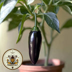 Organic Black Jalape√±o Seeds, Hot Peppers, Jalapeno, Capsicum Annuum CH0910