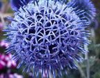 Giant Globe Thistle Seeds, Huge Echinops Bannaticus, EC4220