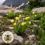 250 Sulfur Indian Paintbrush Seeds, Yellow Indian Paintbrush, Castilleja Sulphurea, CJ0325C