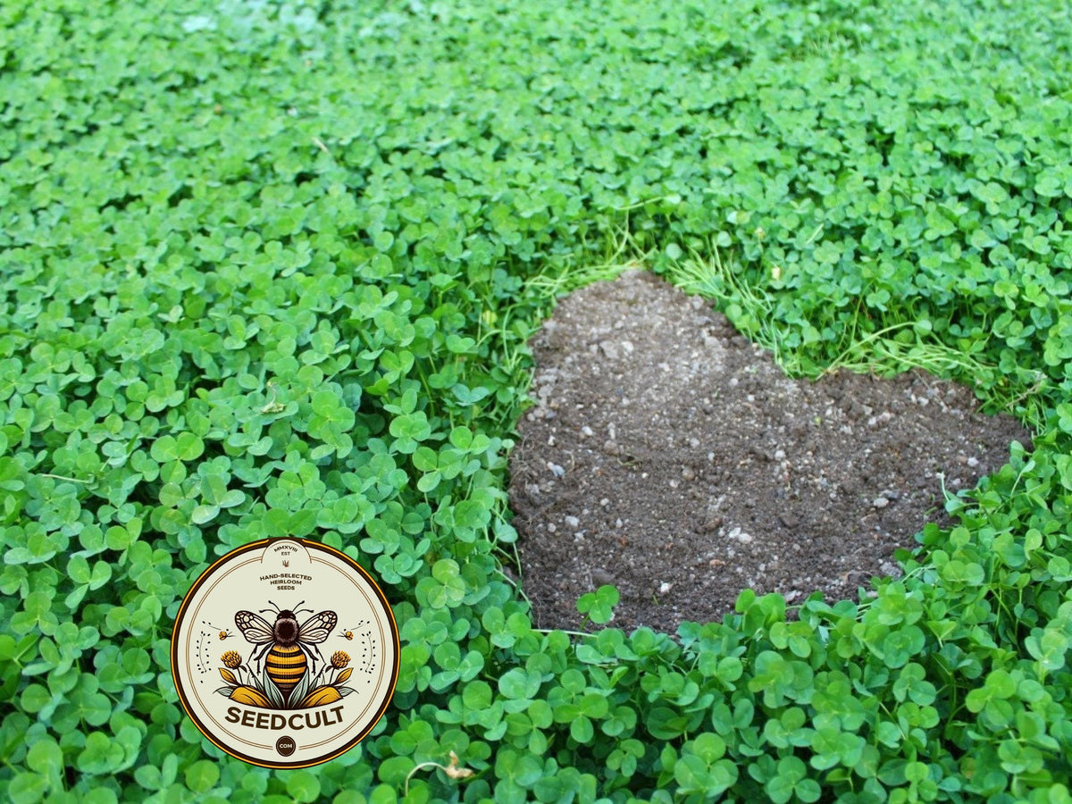 25,000 True Micro Clover Eco Friendly Lawn Replacement Seeds, Trifolium Repens var. Pirouette, Ground Cover TR0325M