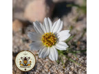 NEW! Rare Blackfoot Daisy Seeds, Native Southwestern Mealampodium Leucanthum, 10 Seeds