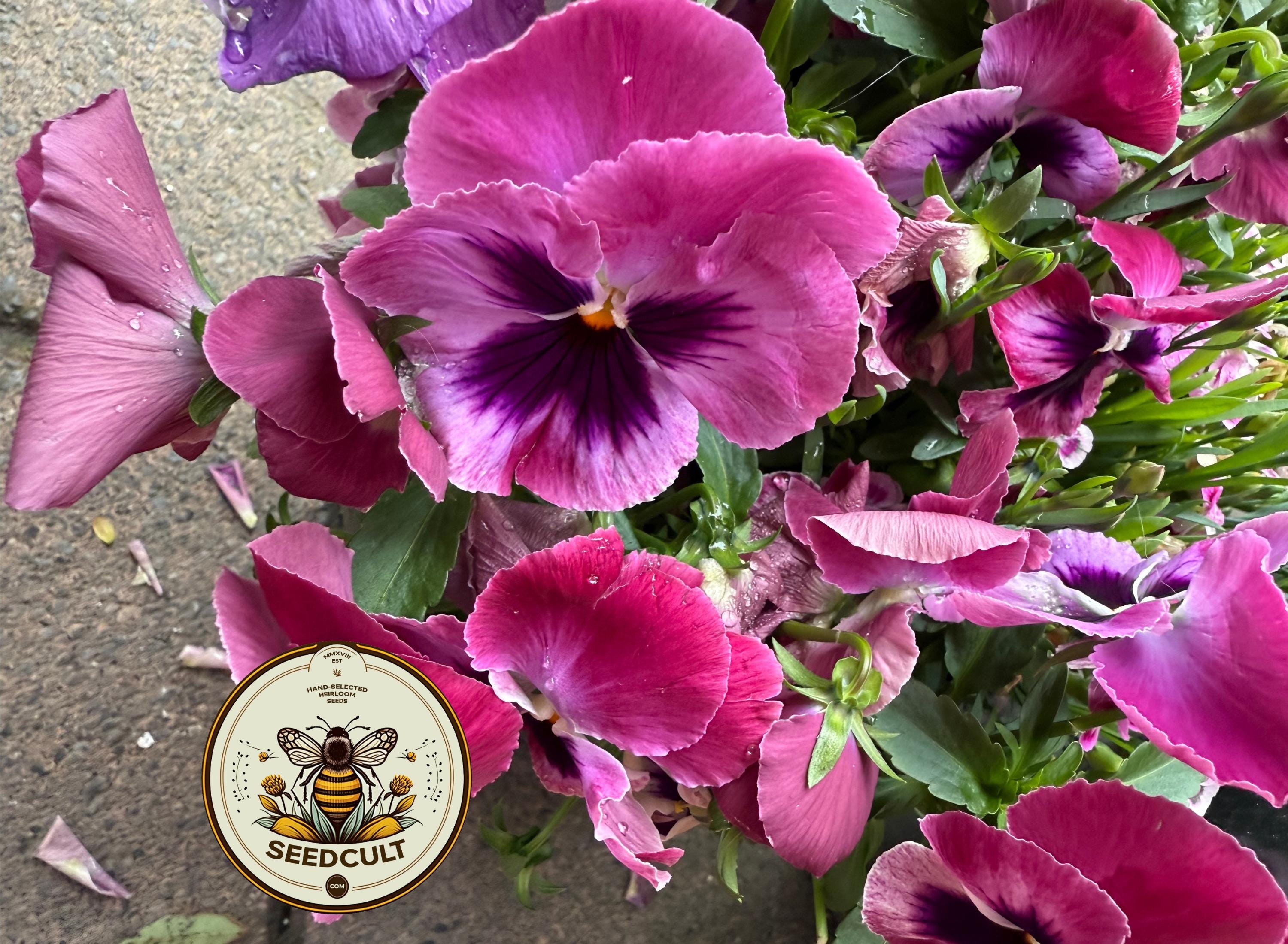 NEW! Delta Pink Shades Pansy Seeds, Viola x wittrockiana VL3620