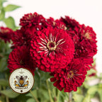 NEW! Benarys Giant Deep Red Zinnia Seeds, Largest Giant Zinnias, Zinnia Elegans ZE5125
