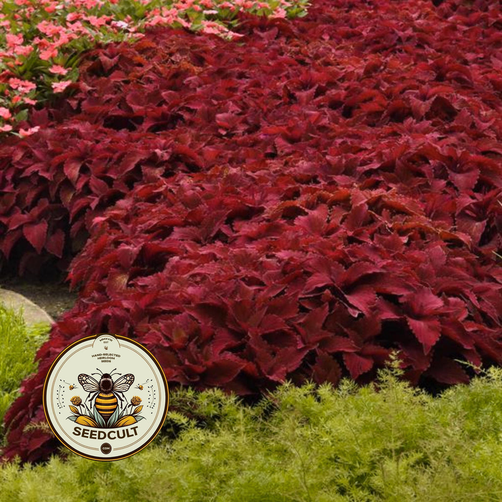 NEW! Sweet Paprika Coleus Seeds, Premium Sun, Indoor, Outdoor, Coleus for Sun or Shade Plant CC1810P