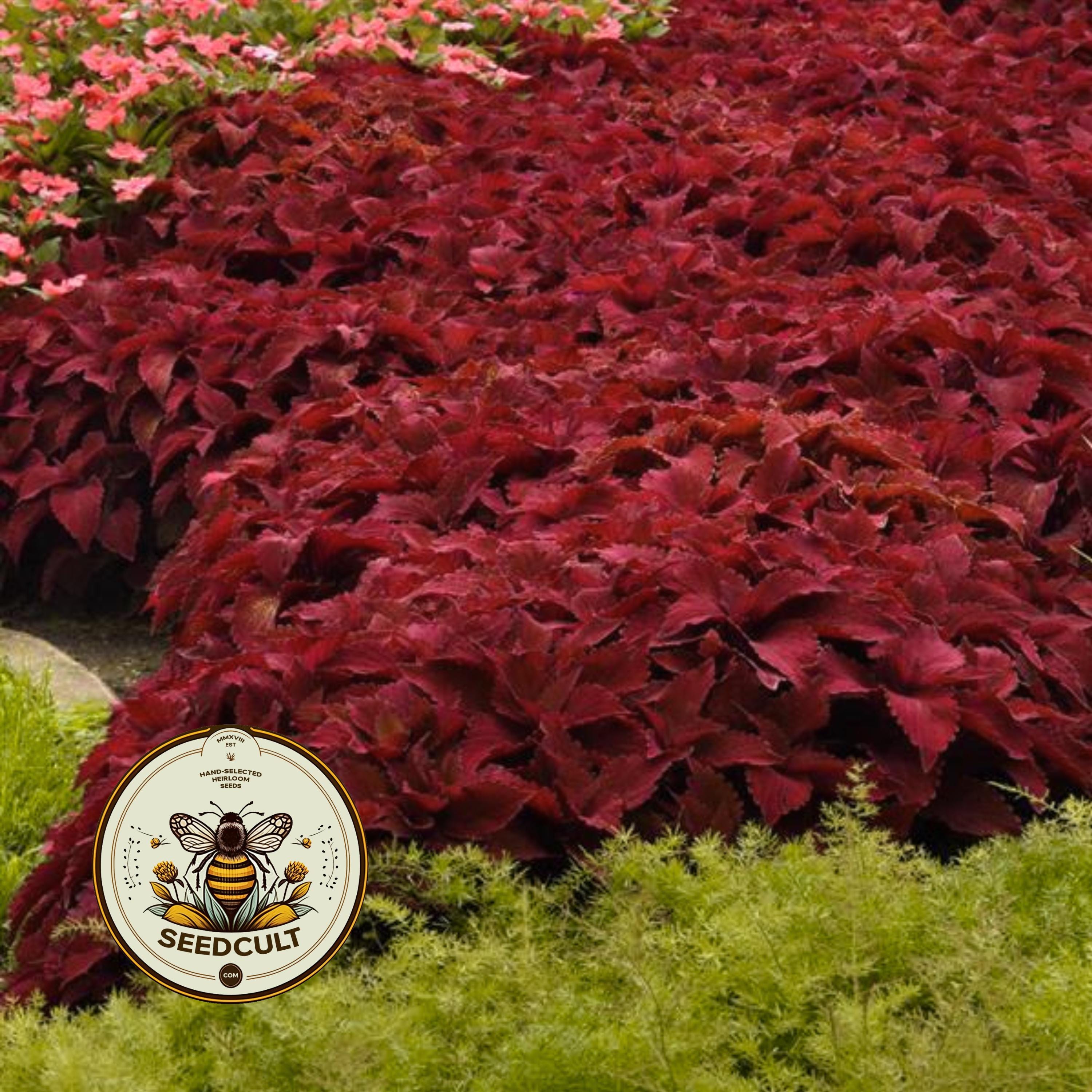 NEW! Sweet Paprika Coleus Seeds, Premium Sun, Indoor, Outdoor, Coleus for Sun or Shade Plant CC1810P