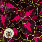 NEW! Chocolate Rose Mesmerize Coleus Seeds, Indoor, Outdoor, Coleus for Sun or Shade Plant CC2010P