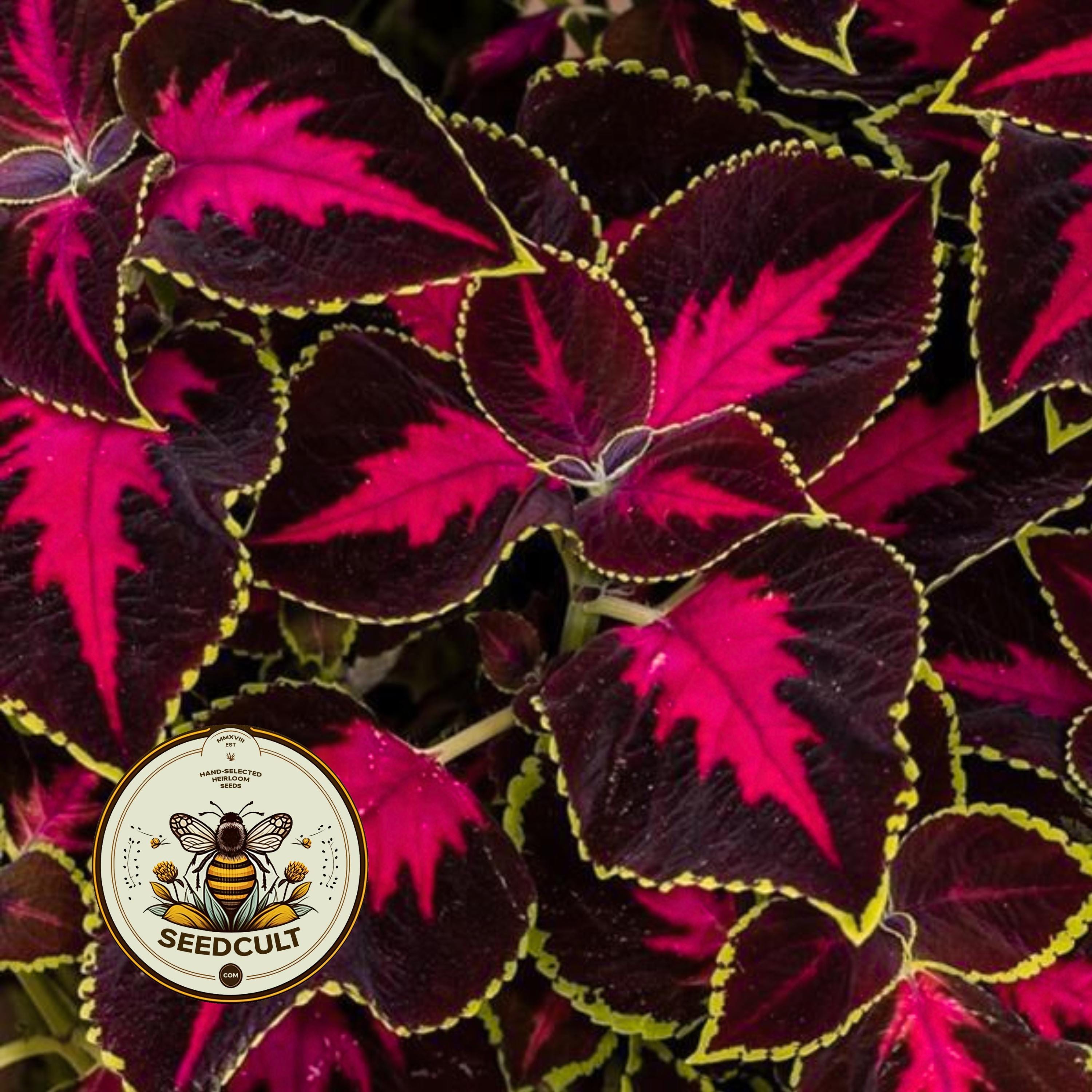 NEW! Chocolate Rose Mesmerize Coleus Seeds, Indoor, Outdoor, Coleus for Sun or Shade Plant CC2010P