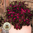 NEW! Chocolate Rose Mesmerize Coleus Seeds, Indoor, Outdoor, Coleus for Sun or Shade Plant CC2010P