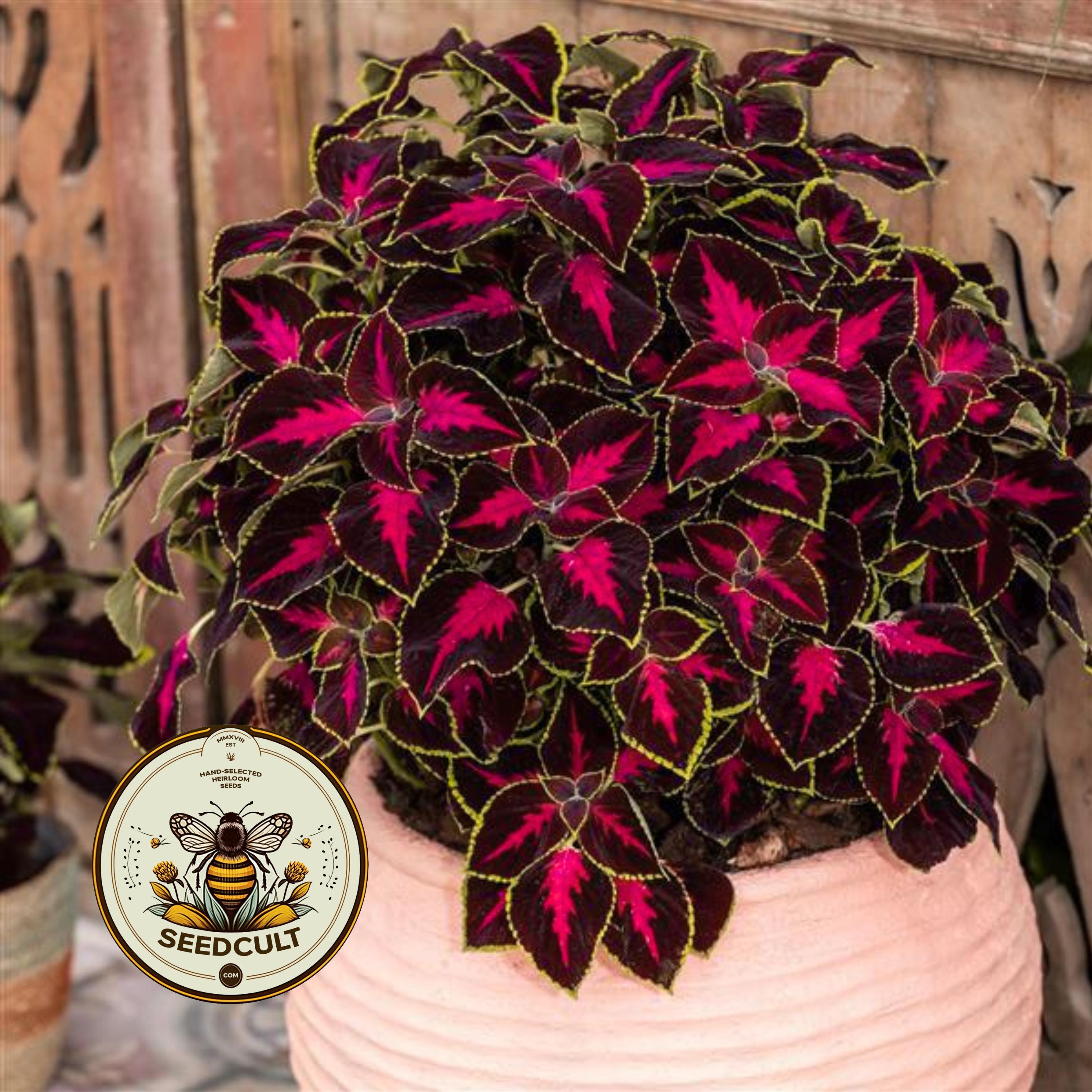 NEW! Chocolate Rose Mesmerize Coleus Seeds, Indoor, Outdoor, Coleus for Sun or Shade Plant CC2010P
