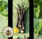 NEW! Black Salsify Seeds, Medieval Food Forest, Scorzonera Hispanica, SC901C