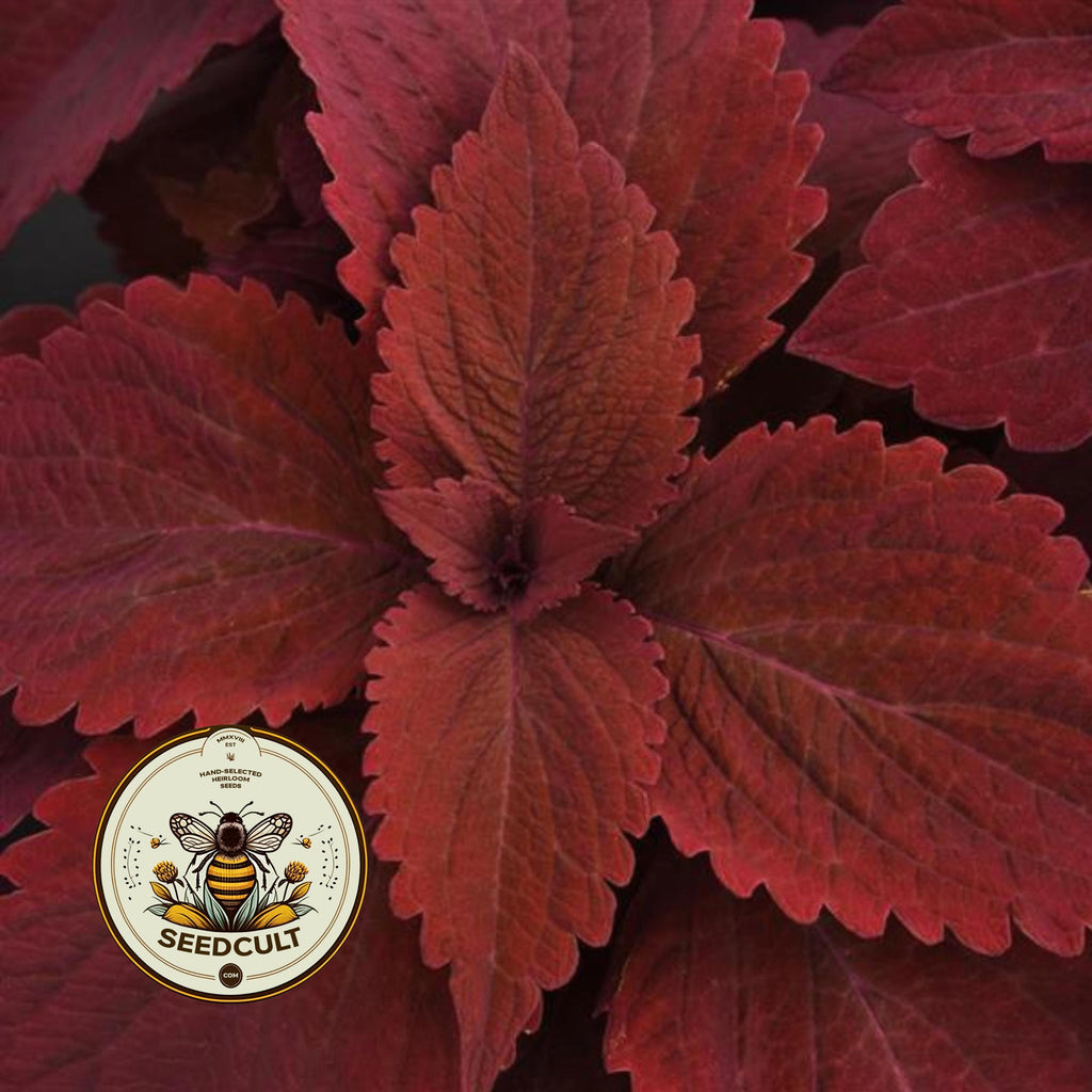 NEW! Sweet Paprika Coleus Seeds, Premium Sun, Indoor, Outdoor, Coleus for Sun or Shade Plant CC1810P