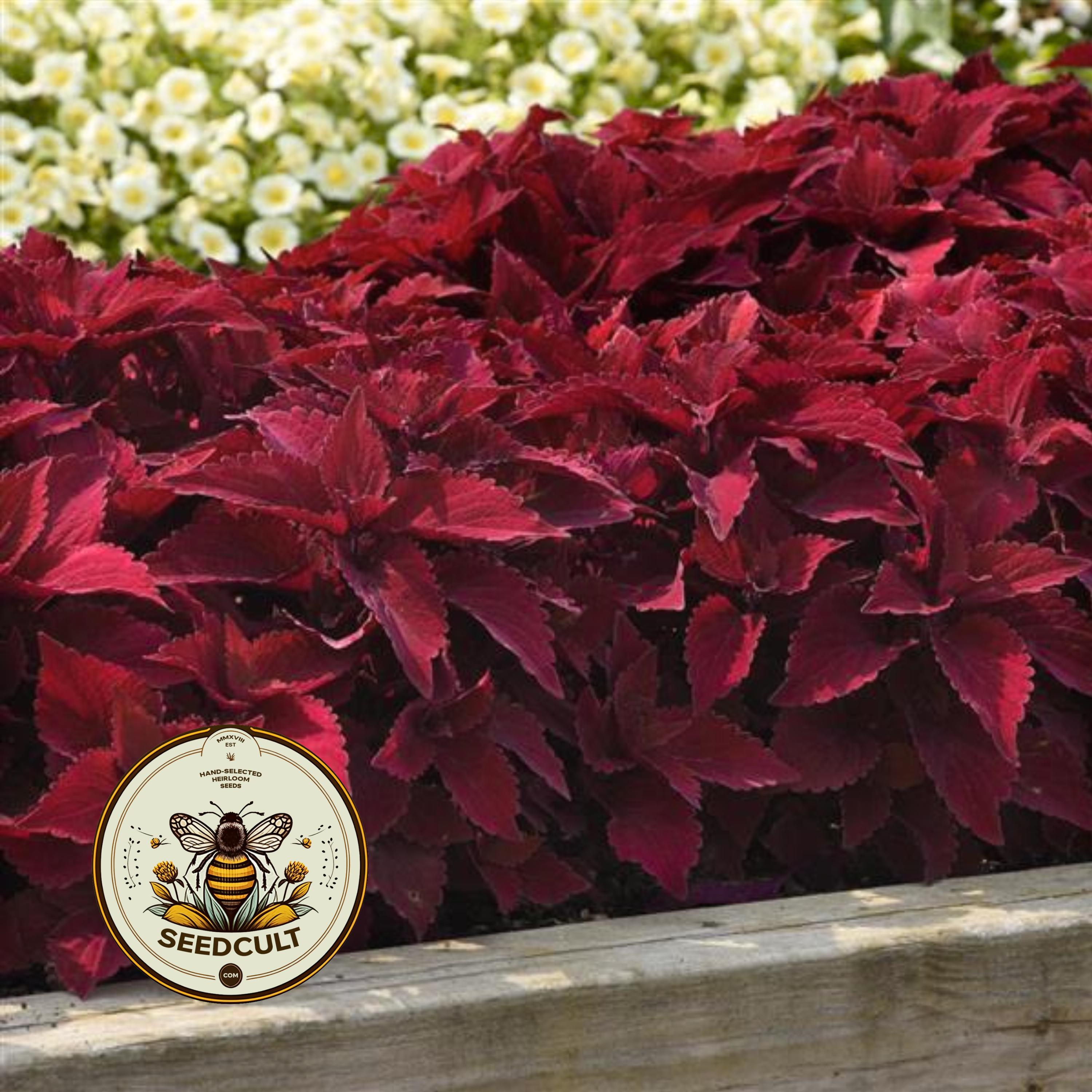 NEW! Sweet Paprika Coleus Seeds, Premium Sun, Indoor, Outdoor, Coleus for Sun or Shade Plant CC1810P