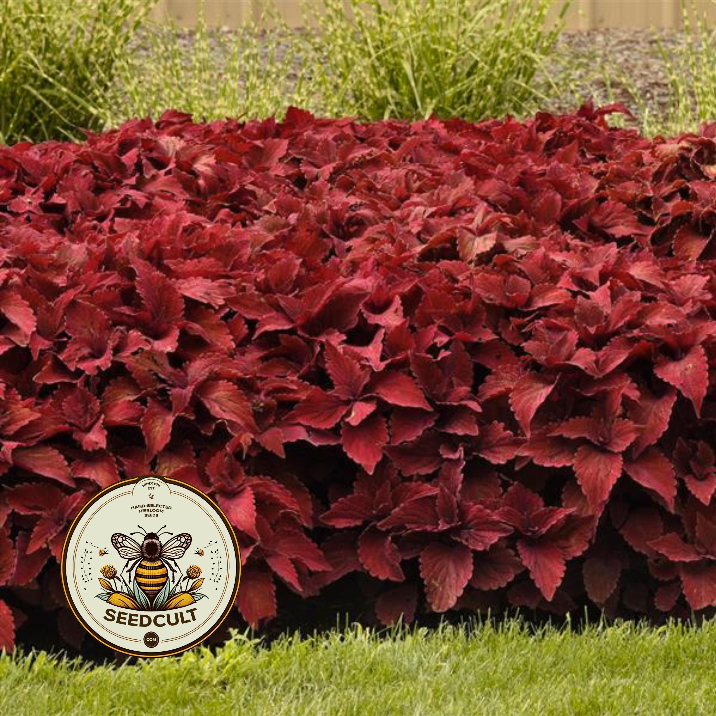 NEW! Sweet Paprika Coleus Seeds, Premium Sun, Indoor, Outdoor, Coleus for Sun or Shade Plant CC1810P