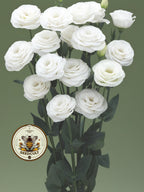 WHITE CROMA 2 LISIANTHUS, CUT FLOWERS, EUSTOMA GRANDIFLORUM