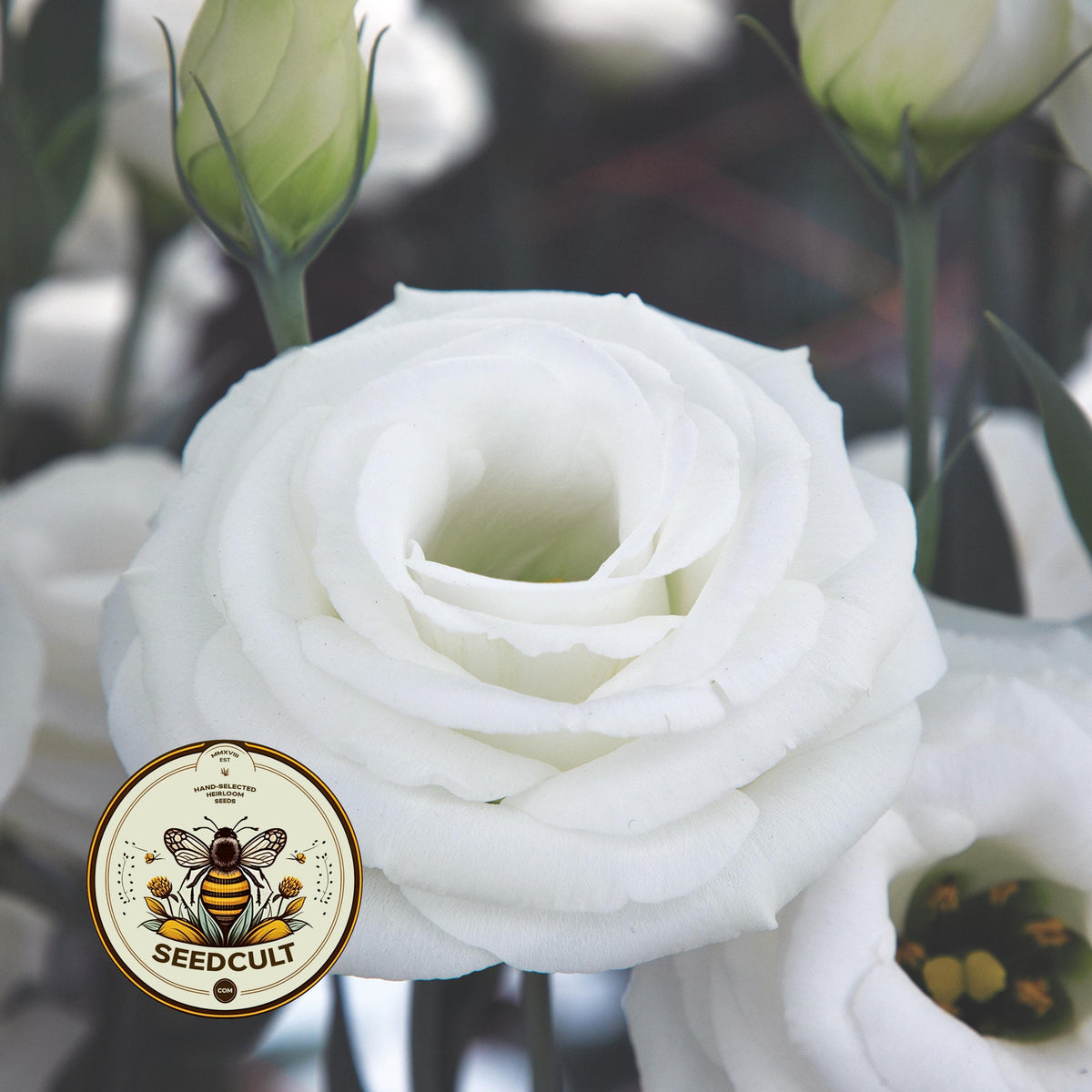 WHITE CROMA 2 LISIANTHUS, CUT FLOWERS, EUSTOMA GRANDIFLORUM