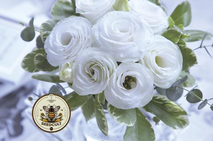 WHITE CROMA 2 LISIANTHUS, CUT FLOWERS, EUSTOMA GRANDIFLORUM