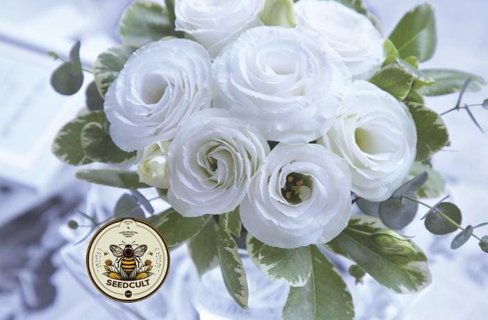 WHITE CROMA 2 LISIANTHUS, CUT FLOWERS, EUSTOMA GRANDIFLORUM