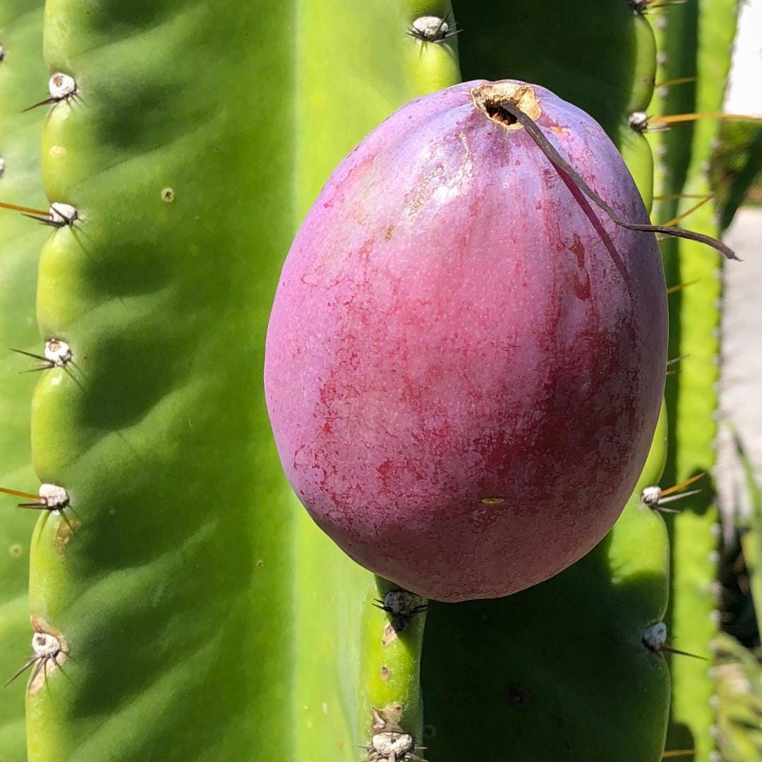 Peruvian Apple Cactus
