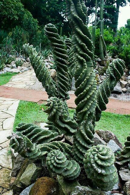 Corkscrew Peruvian Apple Cactus