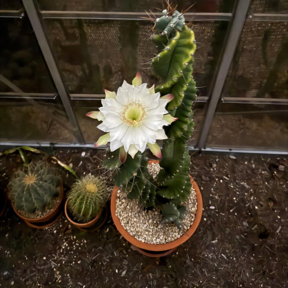 Corkscrew Peruvian Apple Cactus