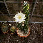 Corkscrew Peruvian Apple Cactus