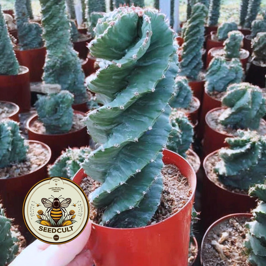Corkscrew Peruvian Apple Cactus