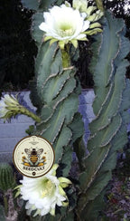 Corkscrew Peruvian Apple Cactus