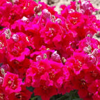 Twinny Violet Snapdragon