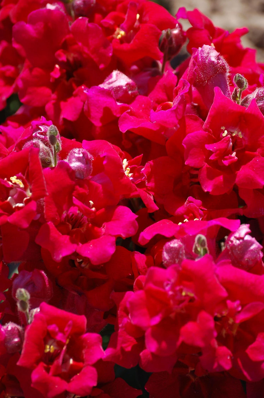 Twinny Violet Snapdragon