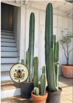 Peruvian Apple Cactus